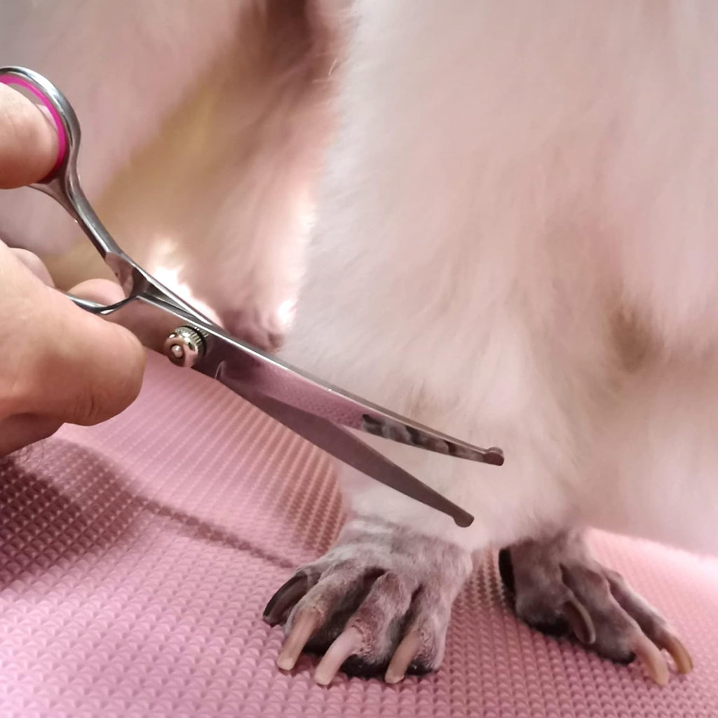 🐶🐱 Set forbici professionali per toelettatura – dritte, sfoltitrici e pettin