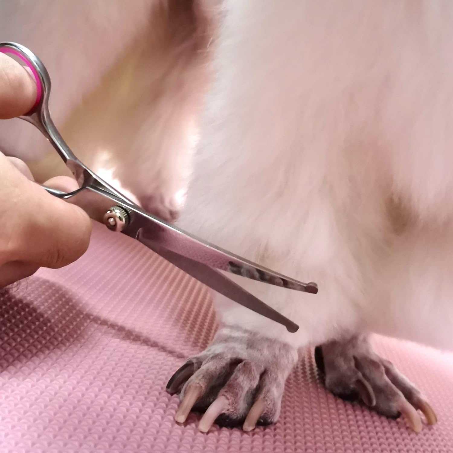 🐶🐱 Set forbici professionali per toelettatura – dritte, sfoltitrici e pettin