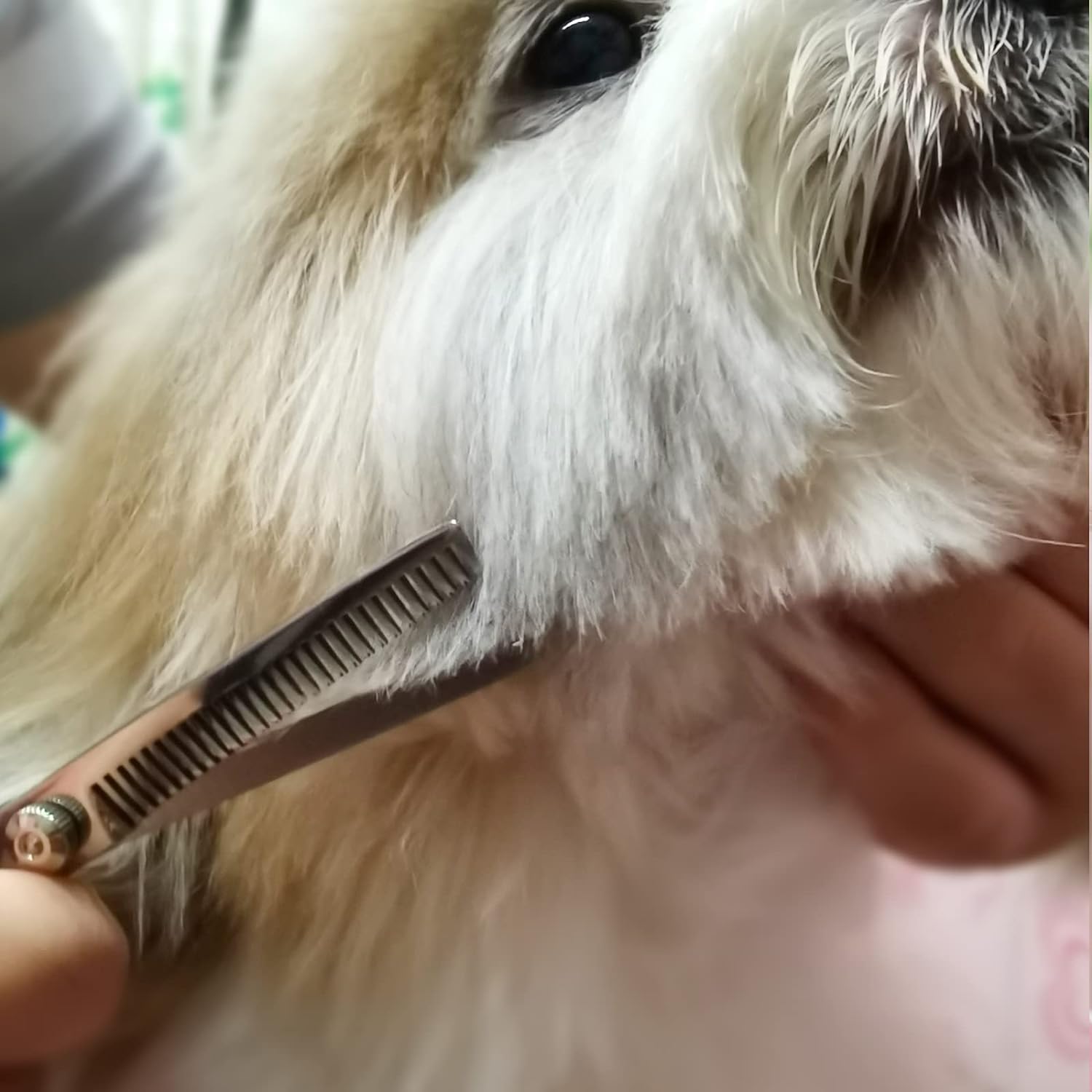 🐶🐱 Set forbici professionali per toelettatura – dritte, sfoltitrici e pettin