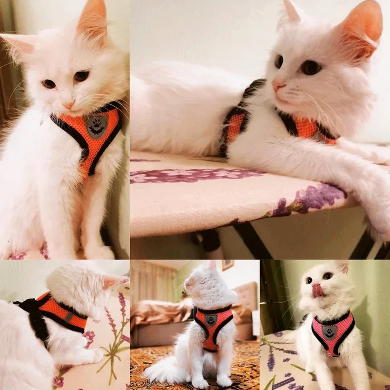 Pettorina Comfort Traspirante per Gatti con Guinzaglio Incluso 🐱✨