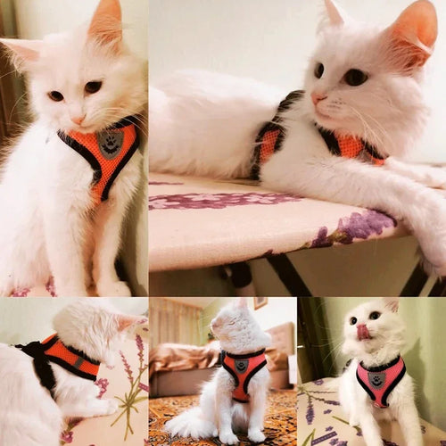 Pettorina Comfort Traspirante per Gatti con Guinzaglio Incluso 🐱✨