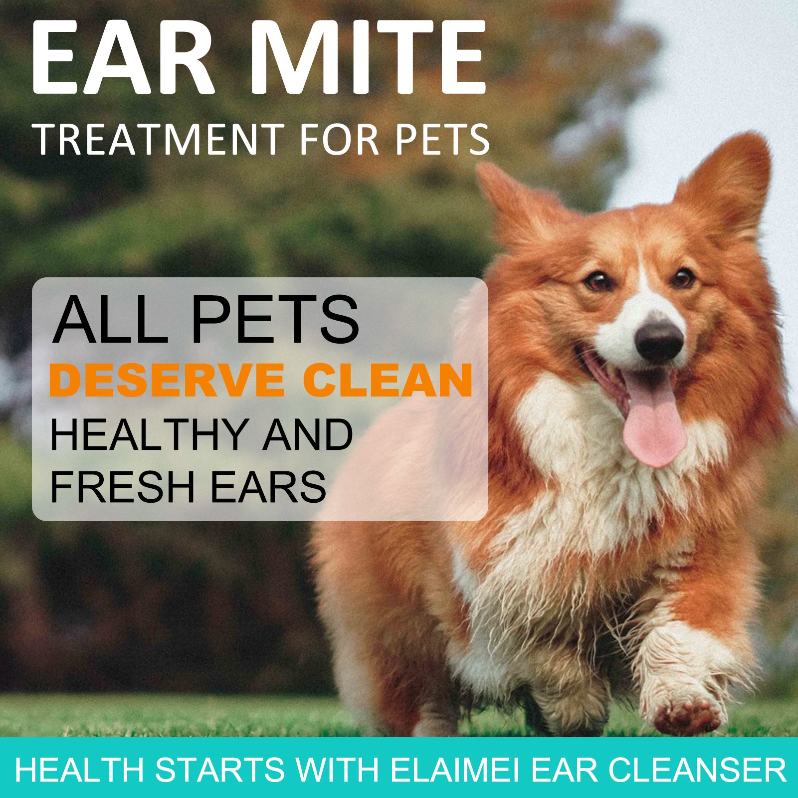 Detergente Orecchie per Cani e Gatti – Soluzione Delicata per Pulizia Auricolare 🐶🐱🩺