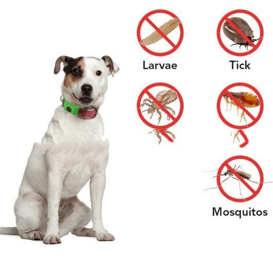 🐶 Collare Antiparassitario per Cani e Gatti – Protezione contro Pulci, Zecche e Parassiti